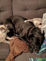 Cats Sam and Dean cuddling their sister.